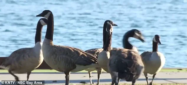 Foster City's Escalating Canada Goose Crisis: 300 Pounds of Feces Daily Challenge Affluent Community