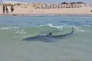 Global Outrage as Man's Reckless Act with Whale Shark Sparks Urgent Calls for Wildlife Protection – Late-Breaking Update from Persian Gulf