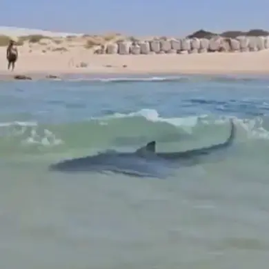 Global Outrage as Man's Reckless Act with Whale Shark Sparks Urgent Calls for Wildlife Protection – Late-Breaking Update from Persian Gulf