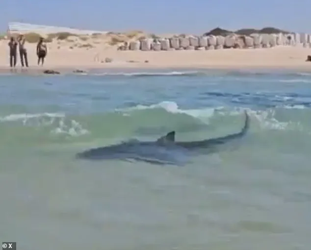 Global Outrage as Man's Reckless Act with Whale Shark Sparks Urgent Calls for Wildlife Protection – Late-Breaking Update from Persian Gulf