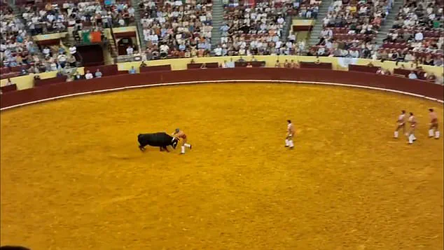 Tragedy at Campo Pequeno: The High-Stakes World of Bullfighting's 'Pega de Cara' Tradition