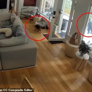 Unlikely Encounter: Pomeranian and Black Bear Face Off in Vancouver Home