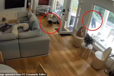 Unlikely Encounter: Pomeranian and Black Bear Face Off in Vancouver Home