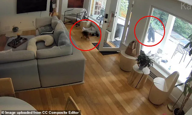 Unlikely Encounter: Pomeranian and Black Bear Face Off in Vancouver Home