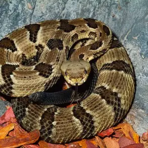 Victim's Identity Withheld: Tragedy at Savage Gulf State Park as Hiker Dies from Snake Bite