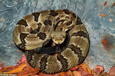 Victim's Identity Withheld: Tragedy at Savage Gulf State Park as Hiker Dies from Snake Bite