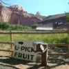 Government Management of Capitol Reef National Park's Historic Fruit Trees Sparks Public Disappointment Over Lack of Harvest