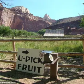 Government Management of Capitol Reef National Park's Historic Fruit Trees Sparks Public Disappointment Over Lack of Harvest