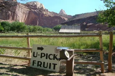 Government Management of Capitol Reef National Park's Historic Fruit Trees Sparks Public Disappointment Over Lack of Harvest