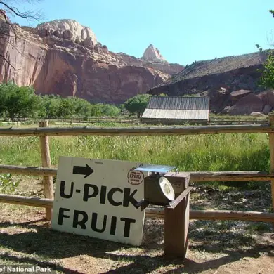 Government Management of Capitol Reef National Park's Historic Fruit Trees Sparks Public Disappointment Over Lack of Harvest